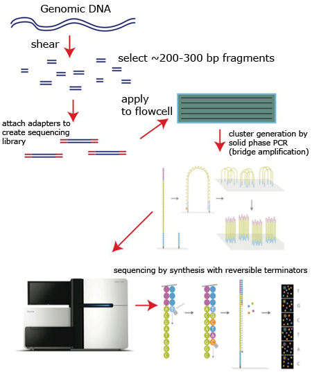 Next Generation Sequency